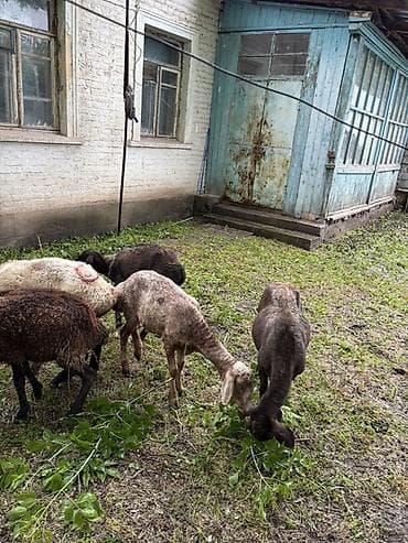 Животные: Продаю | Овца (самка) | Для разведения — 8