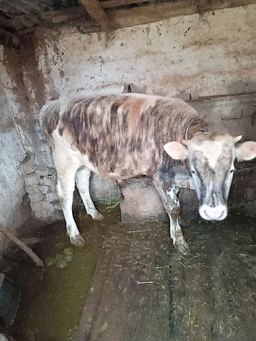 токмок кошка: Сатам | Бука (эркек) | Бордоп семиртүү үчүн | Асыл тукумдуу — 3