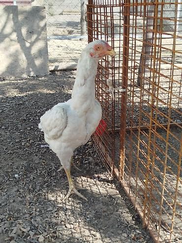 Дакан АК мекиш сатылат тулоп жатат алмашу жолдору бар домашний тооко