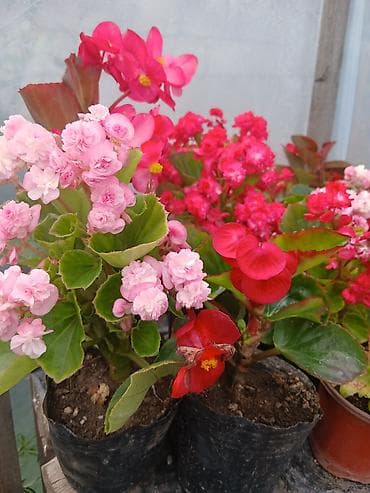 Бегонии: Бегония вечноцветущая махровая (Begonia — 2
