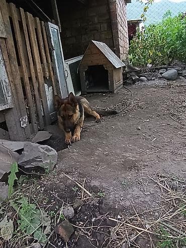 кошки шатланский: Немецкая овчарка с будкой - Порода: немецкая овчарка (окрас — 2