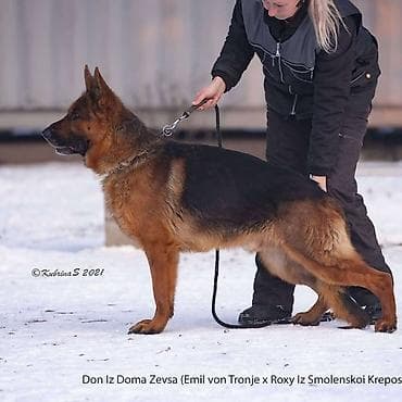 коом для собак: Немецкая овчарка, 1 год, Самец, С прививкой, С родословной — 4