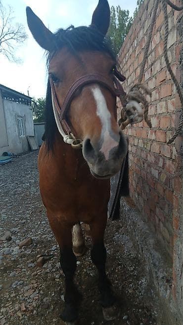 прокат лошади: Продаю | Конь (самец) | Рабочий — 5
