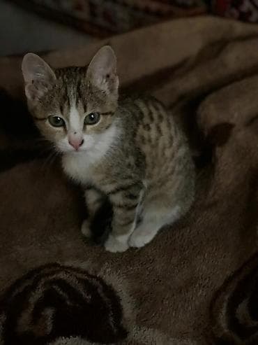 Продажа кошек: Отдаю котёнка в хорошие руки Спокойный, ласковый. Мальчик. Обращаться — 2