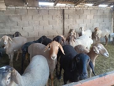 бараны аршан: Продаю | Баран (самец) | Для разведения | Ярка — 3