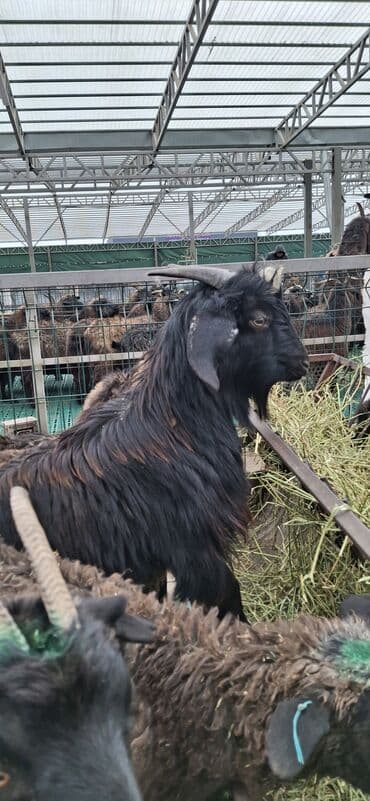 дог собака: Продаю | Коза (самка) | Для разведения | Племенные — 1