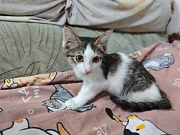 манчкин котенок: 3 месяца, Девочка, Приучена к лотку, Проглистована, С прививками — 1