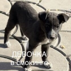 джек рассел собака: Пристраиваем щенков в хорошие добрые руки. Мама крупная дворняжка — 13