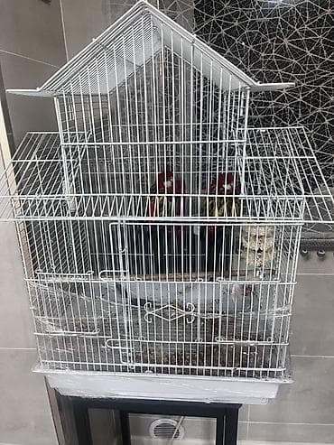 отдам хорошие руки котят: Пара ярких декоративных птиц в комплекте с большой металлической — 2