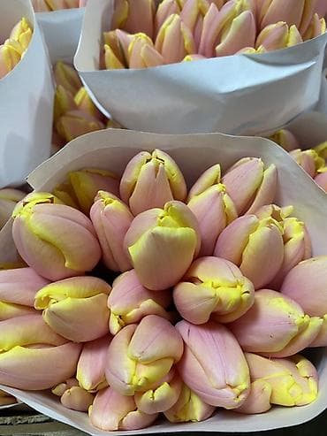 чашку желтая: Тюльпаны премиального качества - Сортовые тюльпаны с плотным крупным — 1