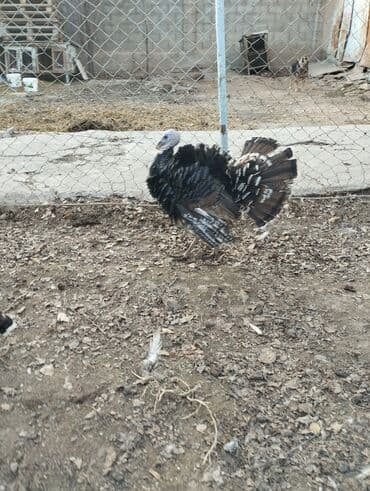 мониторы простые игровые: Продаю Индюка самец мартовскии цена 2500 тысяч сом — 2