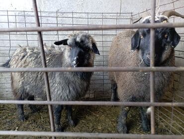 кой козулар: Сатам | Теке (эркек) | Аргын — 1