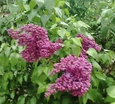 фиалки сортовые: Сирень колерованная сорт с крупными соцветиями, оттенок — 1