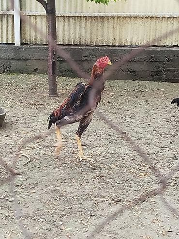 бекер уй: Сатам | Короздор — 6