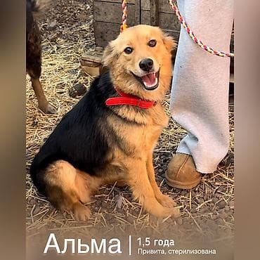 японская собака: Собака даром: Дворняжка, 2 года, Самка, С прививкой — 1