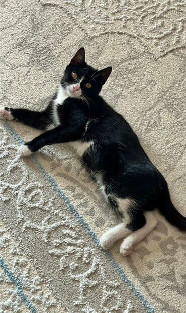 шотландская короткошерстная кошка: Отдам В ОЧЕНЬ ЛЮБЯЩИЕ РУКИ! Кто действительно любит кошек! Зовут — 3