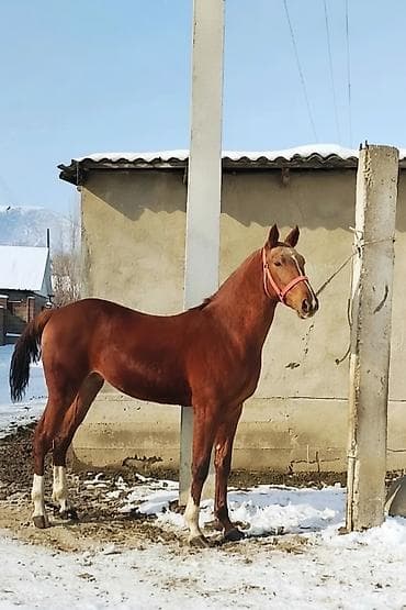 уй сатылат бишкек 2022: Сатам | Тай | Ат спорту | Асыл тукумдуу — 1