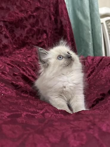 доберман купить щенка: Тайская, 2 месяца, Девочка, Биколор, Приучена к лотку — 8