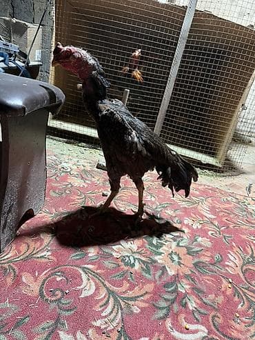 купить попугая в чехии: Продаю | Петух | Бойцовая | Для разведения — 8