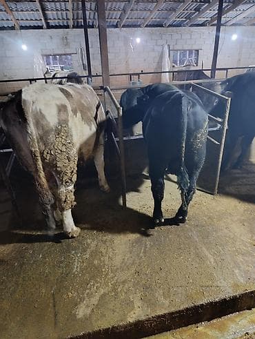 тайган ит ош: Сатам | Бука (эркек) | Симментал, Абердин-ангус | Бордоп семиртүү үчүн | Асыл тукумдуу, Жасалма жол менен боозутуу, Жасалма уруктандырылган — 3