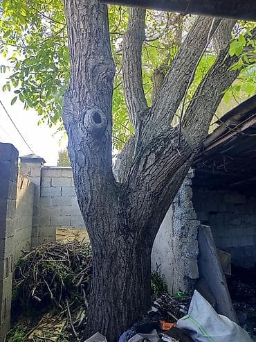 алмаз резка: Продаю орех самовывоз — 1