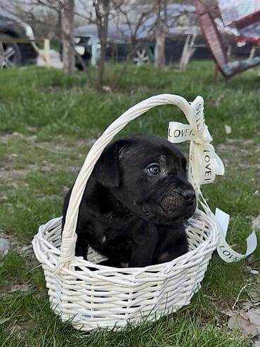 кане корсо купить: Кане-корсо, 1 месяц, Самец — 3