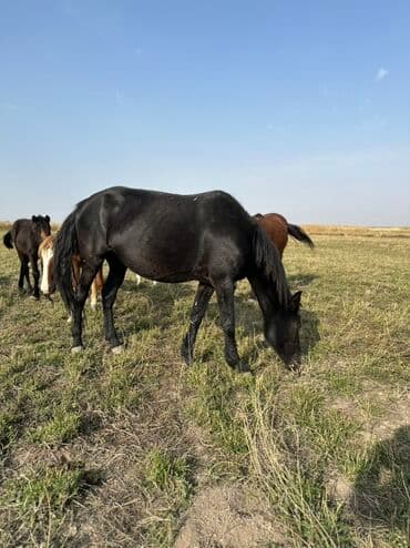 тюк пресс: Продаю | Жеребенок, Кобыла (самка), Жеребец | Кара Жорго | Для разведения, На забой, Рабочий — 8