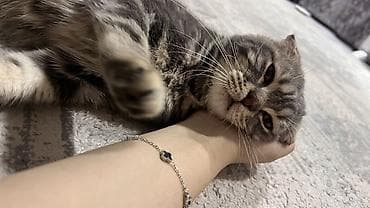 Шотландский вислоухий кот (Scottish Fold) 8 месячный - Окрас — 2