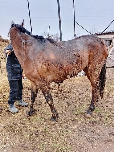 продаю эшака: Продаю | Кобыла (самка) | Дончак | На забой | Племенные — 3