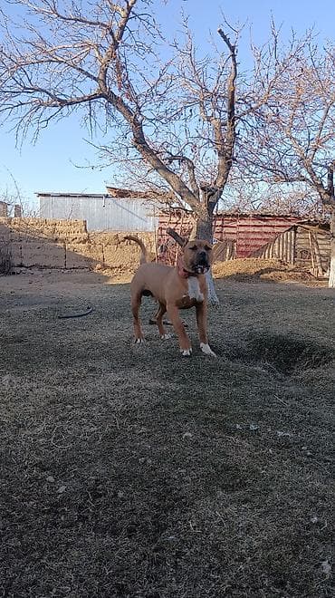 собаки малинуа: Питбуль, 7 месяцев, Самец, С прививкой — 2