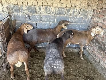 Продам с/х животных: Продаю | Баран (самец) | Арашан | На забой | Осеменитель — 1