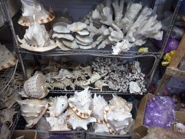 кой кыркыч: Ракушки кораллы кокосы бусы различные изделия из ракушек ракушки — 7