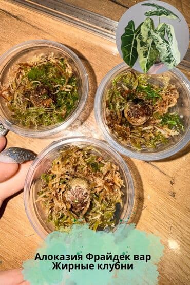 Алоказии: В продаже детки и клубни разных сортов алоказий: Макрориза вар — 2