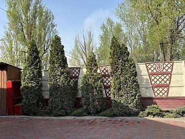 кавер толстый: Туя — взрослые сформированные растения для живой изгороди. - Высота — 1