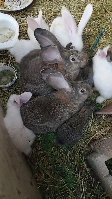 разведение рыб: Продаю | Крольчата | Фландр | Для разведения — 1