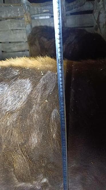 Продаю | Корова (самка) | Алатауская | Для разведения | Стельные