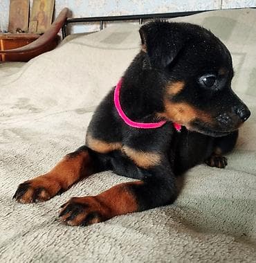 Ротвейлер, 2 месяца, Самка