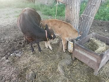 Продаю | Корова (самка) | Полукровка | Для молока | Привязанные