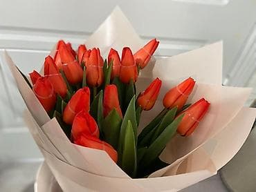 тюльпан оптом бишкек: Тюльпаны цветы собственного производства.Голланские ЛУКОВИЦЫ - — 2