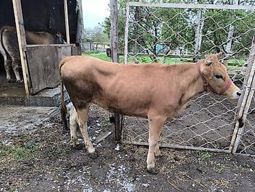 телки коровы: Продаю | Тёлка | На откорм | Отела не было — 7