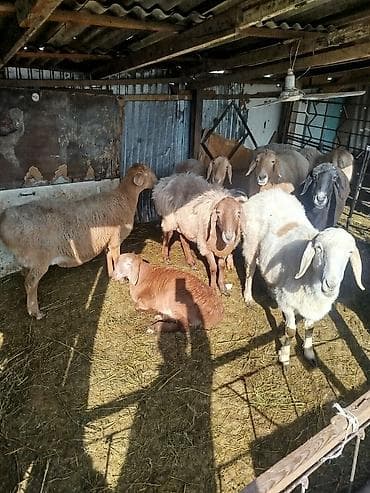 попугай кеша: Продаю | Овца (самка) | Для разведения | Котные, Матка — 1