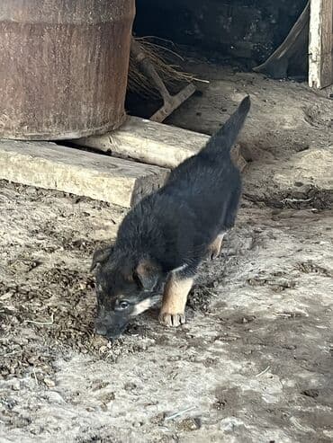 арзан иттер: Срочно продаю Щенки немецкой овчарки возраст один месяц есть один — 3