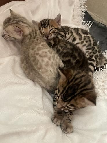 Мышыктар: Бенгальские котята — маленькие леопарды у вас дома Породистые, мама и — 2