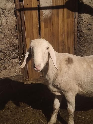 щенки сембернара: Продаю | Баран (самец) | Арашан | Для разведения — 5