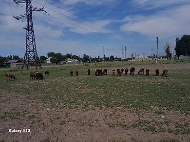 Продаю | Баран (самец) | Арашан | Для разведения | Матка