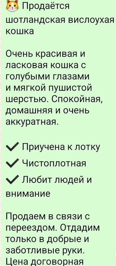 Ветеринар кызматы: Шотландская вислоухая кошка Красивая и ласковая кошка с голубыми — 2