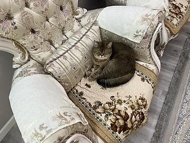 пародистые кошки: Британская короткошёрстная, 2 года, Девочка, Золотая шиншилла, Приучена к лотку — 5