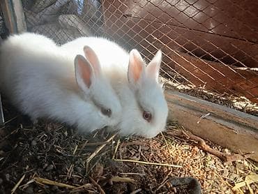куплю декоративного кролика: Карлик коён сатылат. Ак түстө, таза, ден соолугу жакшы, шустрая жана — 3