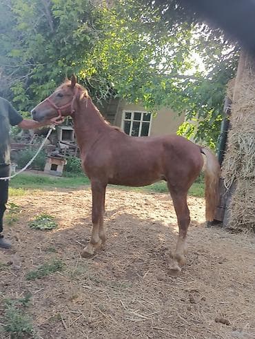 продаю баран сокулук: Сатам | Тай | Көбөйтүү үчүн, Жумушка — 2