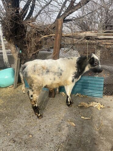 кролик французский баран: Продаю | Корова (самка), Бык (самец), Тёлка | Бельгийская | На откорм, На забой, Для разведения | Искусственник — 1